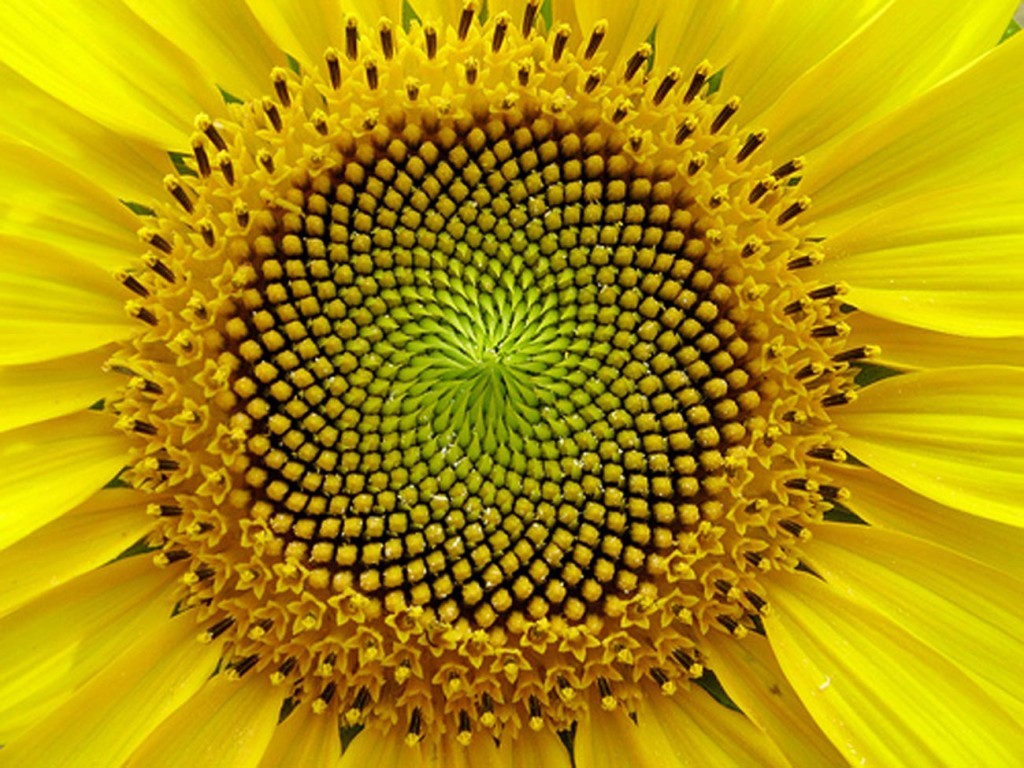sunflower-1024x768